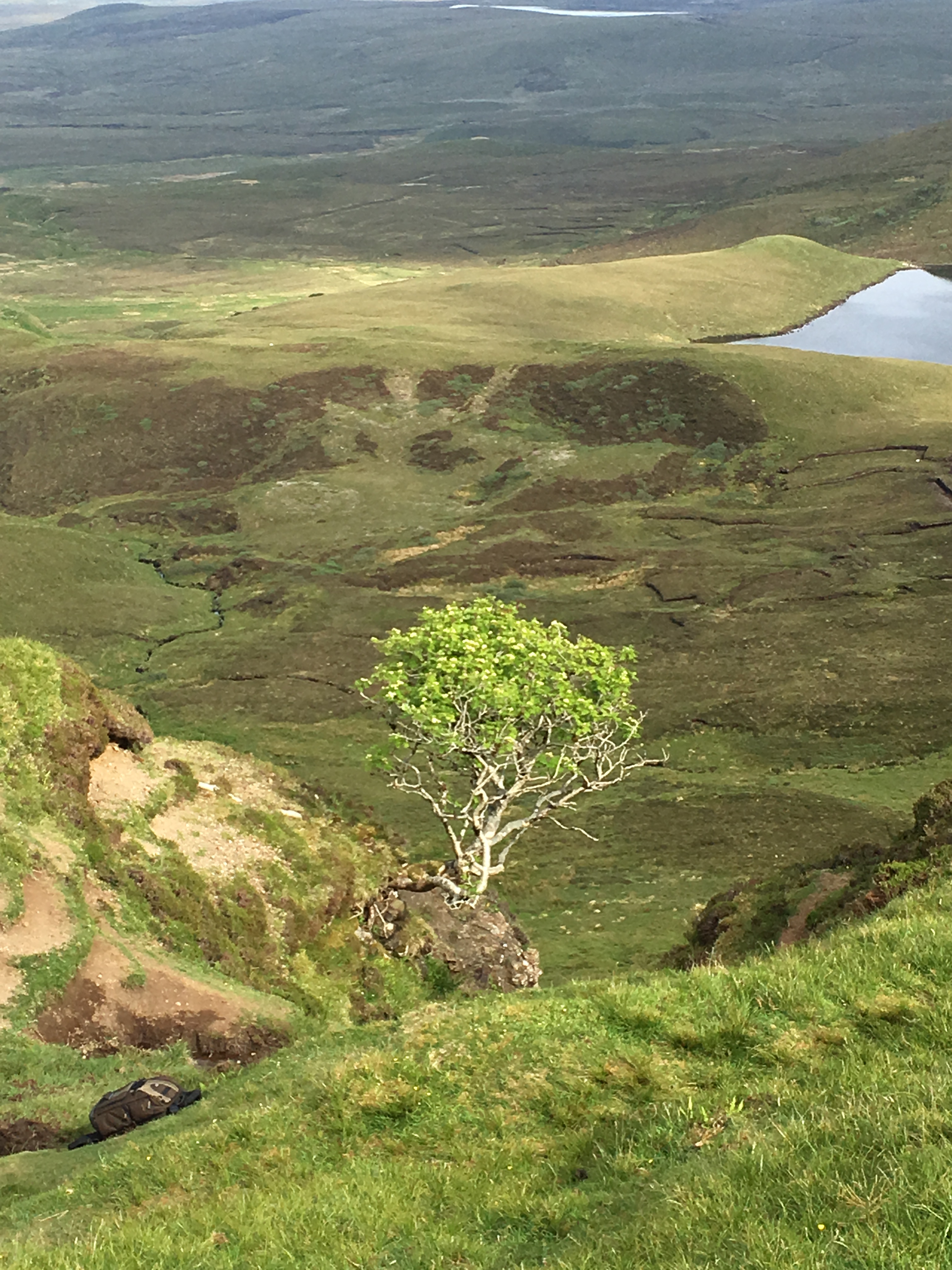The only tree on Skye.jpg